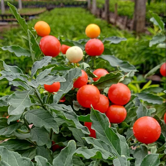 Pohon cabai hias krismil, tanaman cabe hias bulat, lombok udel