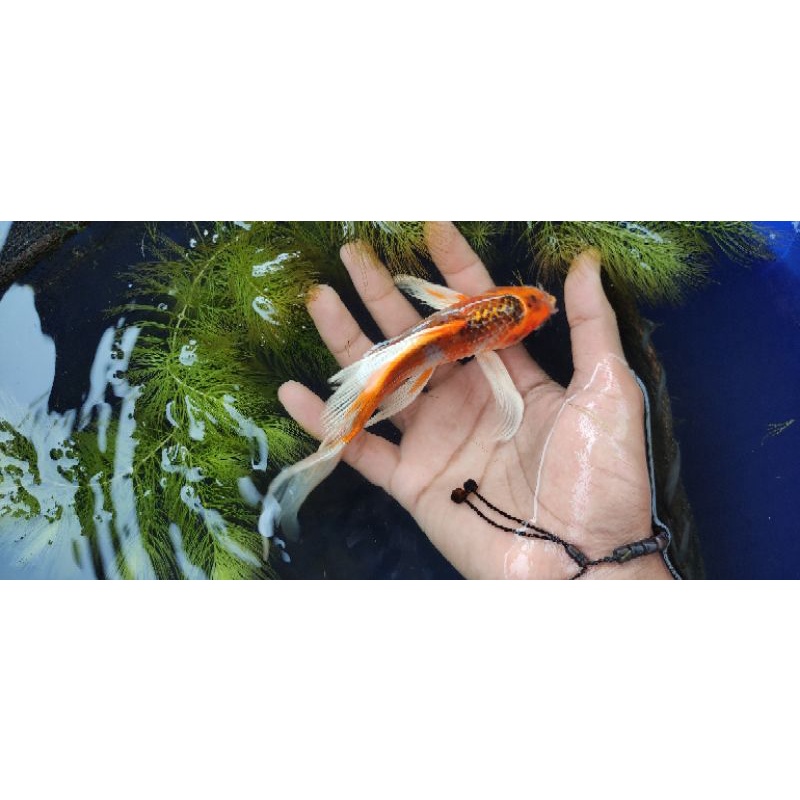 Paket 4 ekor butterfly koi fish kujaku, aka matsuba, platinum, kohaku kedai koi