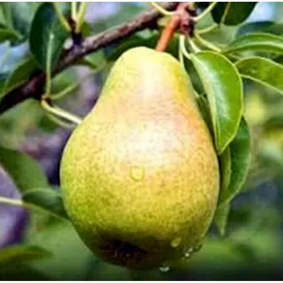 Bibit Buah Pir Pear Asia Hijau @_@