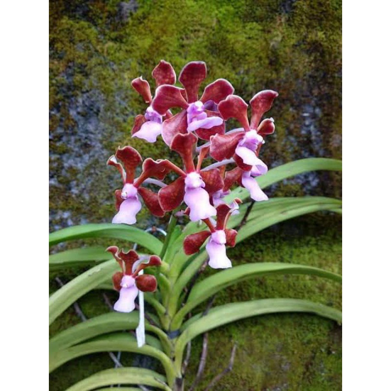 Anggrek Vanda Limbata