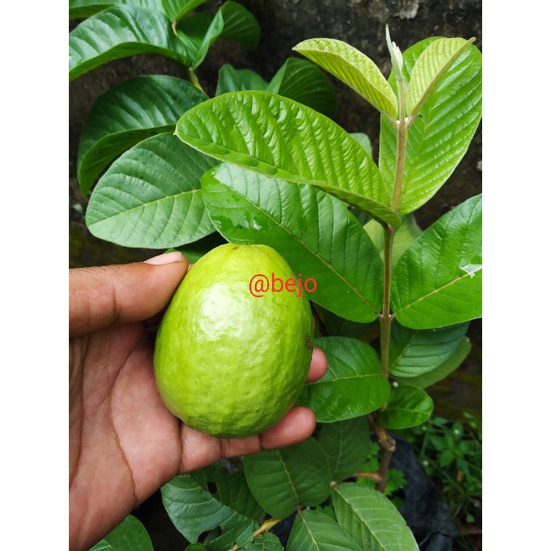 

Daun Jambu biji obat herbal segar baru petik