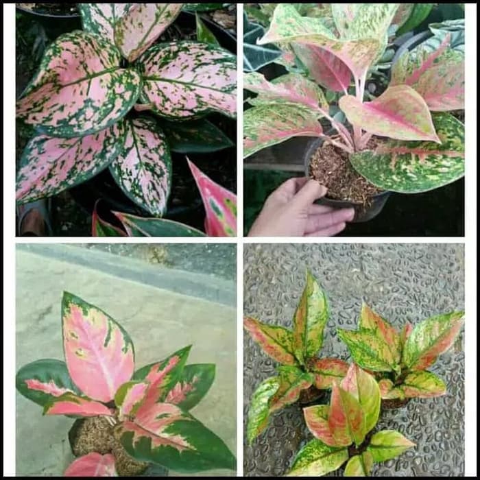 new promo Tanaman Hias Aglonema Aglonema Paketan