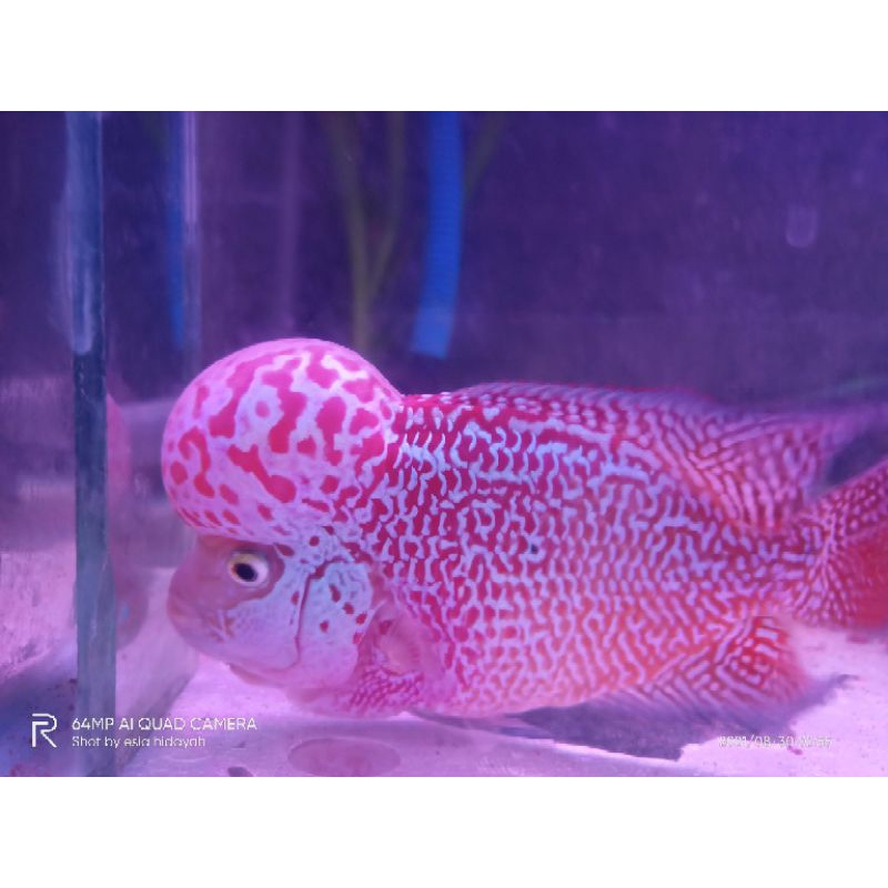 KAMFA F2 ORI THAILAND BOOM HEAD SUPER CIAMIK