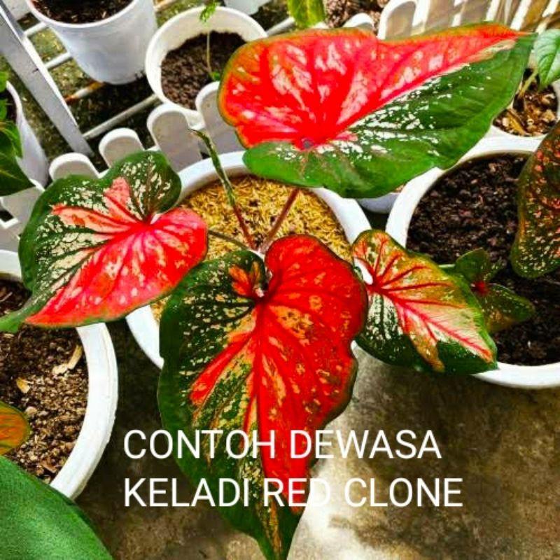 Bibit keladi/Caladium red clone murah