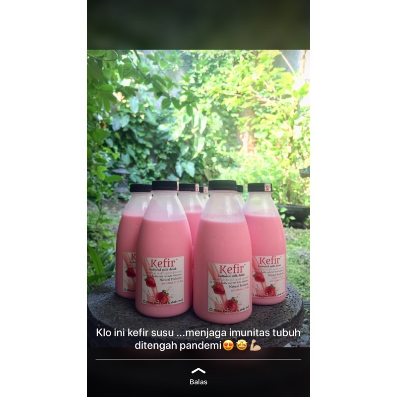 

SUSU KEFIR MURNI