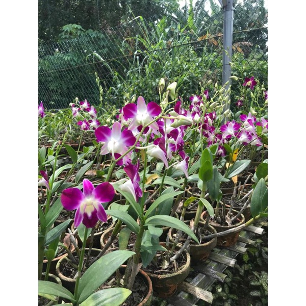 Anggrek Dendrobium sonia
