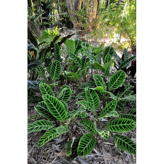 Tanaman Hias Calathea Zebrina Jungle Velvet