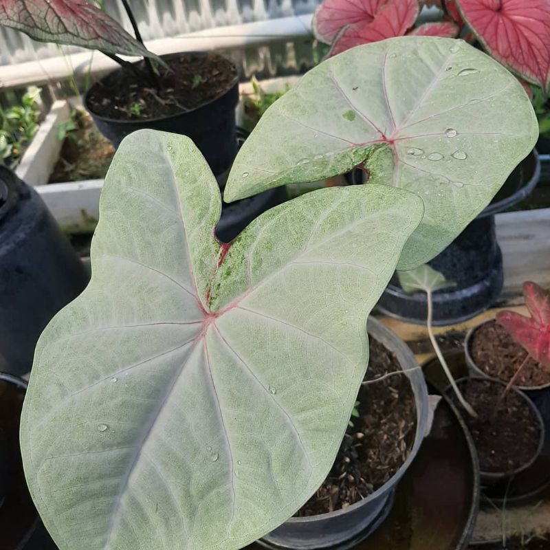 

bonggol keladi lemon termurah