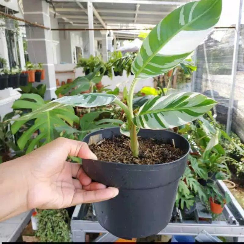 TANAMAN HIAS PISANG VARIEGATA - POHON PISANG VARIEGATA - BUAH PISANG VARGET