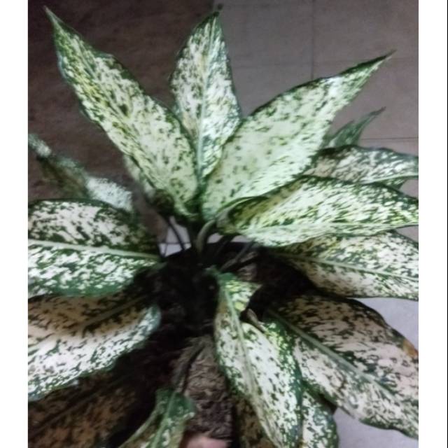 Tanaman hias aglonema snow white indukan