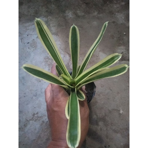 bromolia variegata