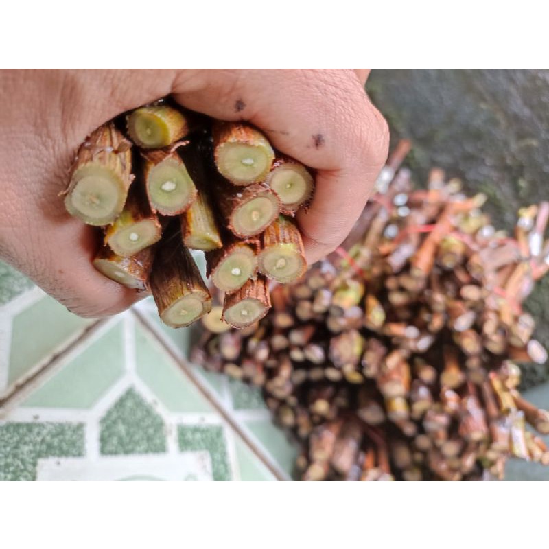 cutting anggur import isi 13 varian anggur import.