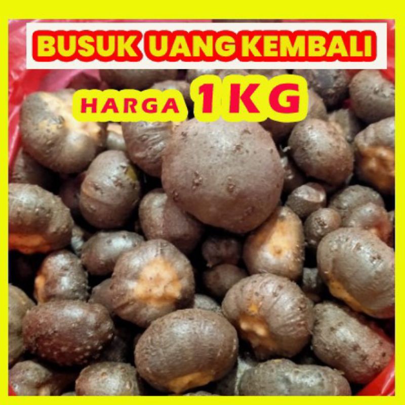 Bibit katak Porang dorman 1kg