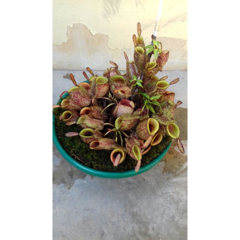 nepenthes ampullaria