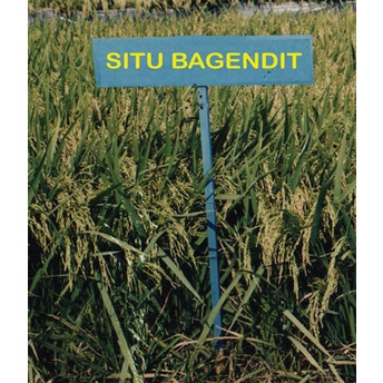 BIJI PADI SITU BAGENDIT TAHAN KERING