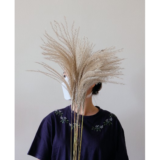 SATUAN FLUFFY BROWN FEATHER / BROWN PAMPAS / DRIED PAMPAS / PAMPAS BULU KERING