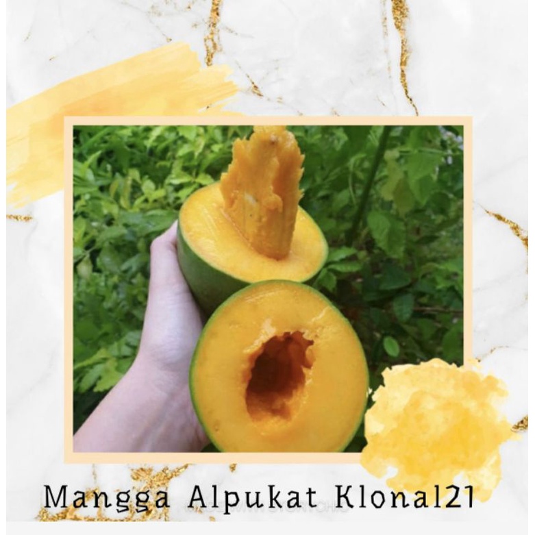 

FRESH4YOU_MANGGA ALPUKAT MANIS MATENG POHON 1KG MANGGA ALPUKAT MANIS 1000GRAM