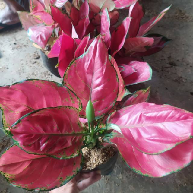 Aglonema red anjamani jumbo