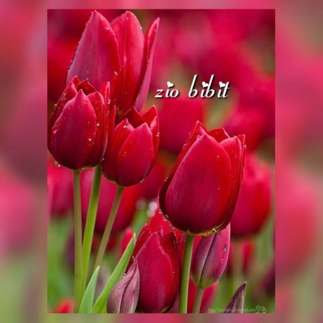 Bibit benih biji bunga tulip merah asli belanda