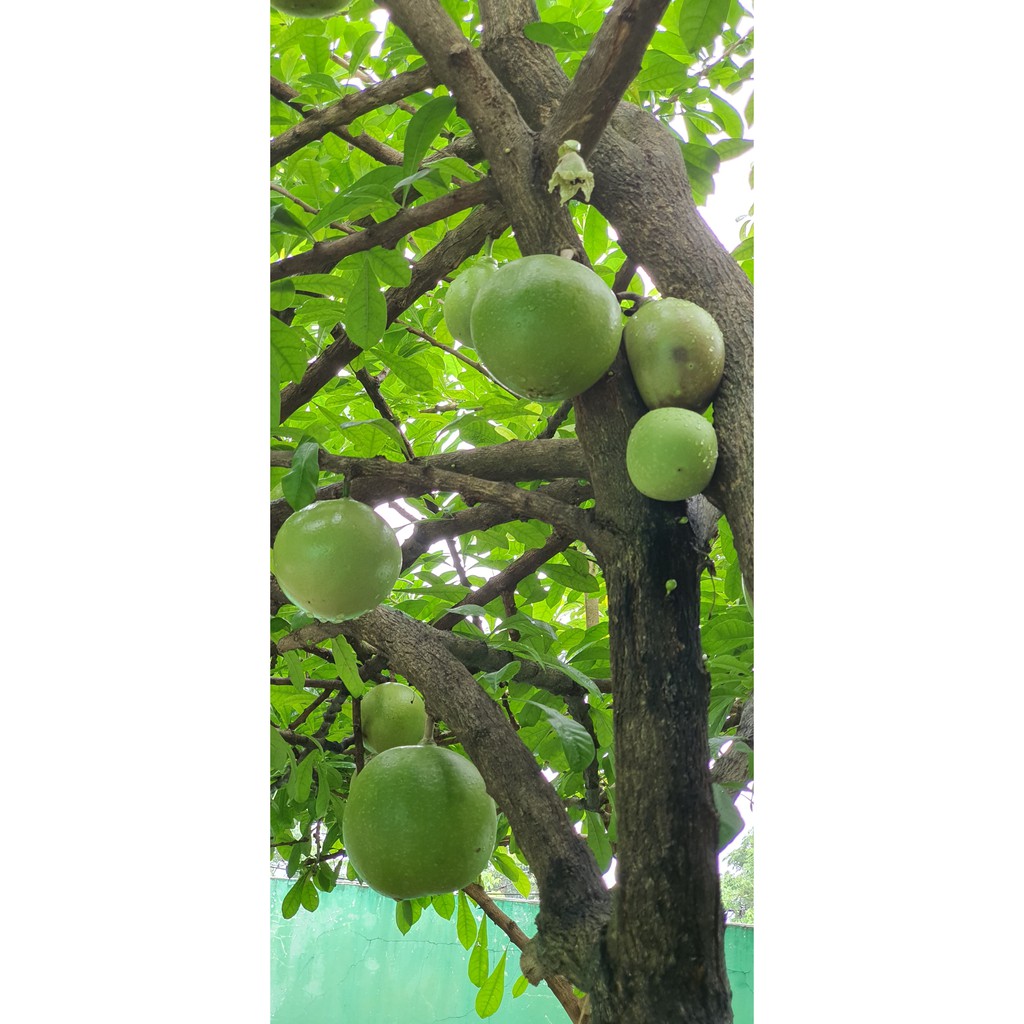 

Buah Maja Segar