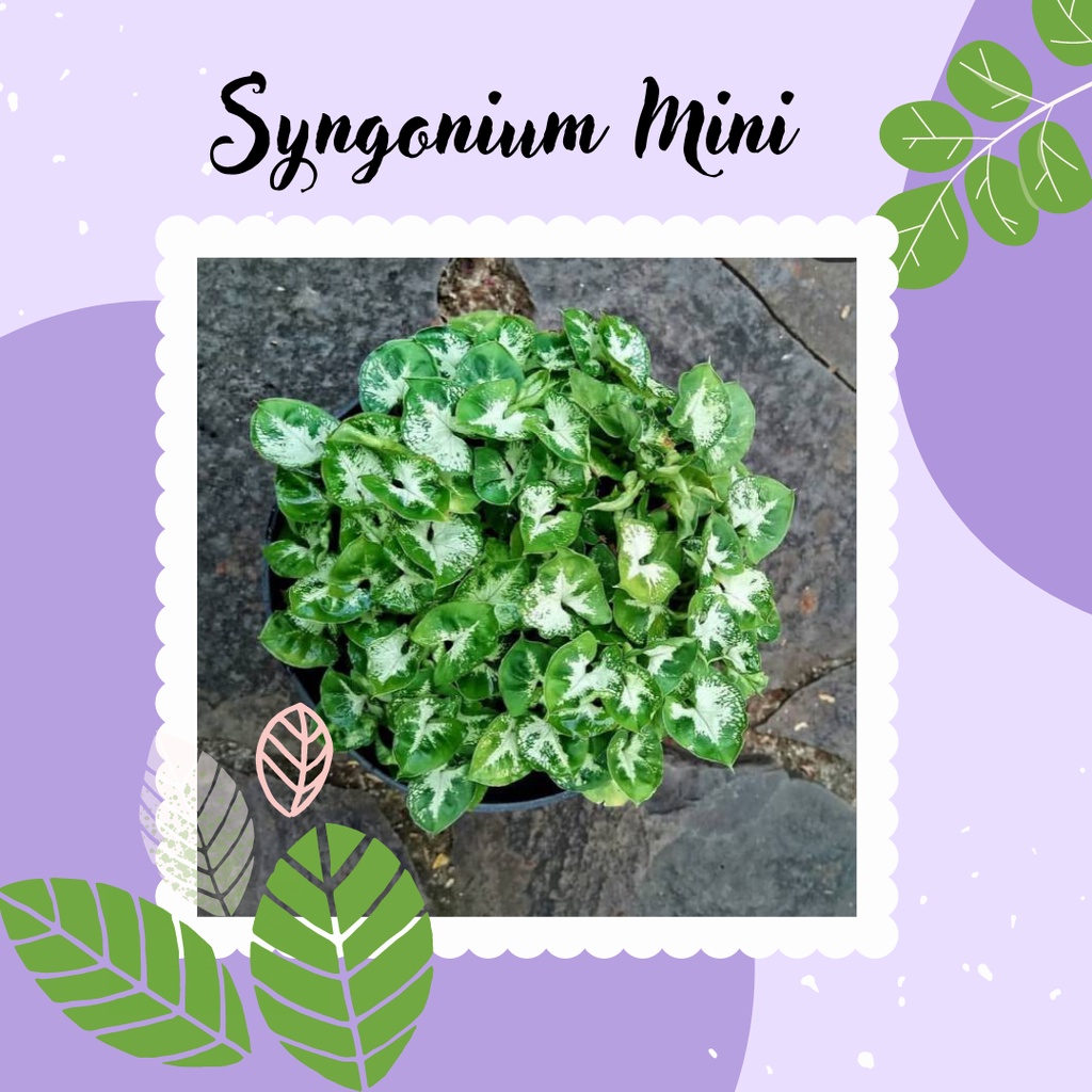 SYNGONIUM MINI TANAMAN HIAS SYNGONIUM MINI TANAMAN HIAS MINI
