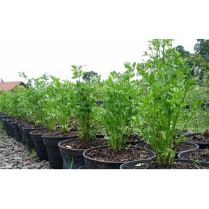 Benih Seledri isi 100 seed