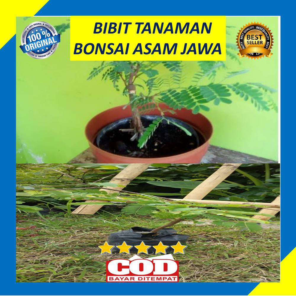 Jual Bibit Tanaman Bonsai Asam Jawa Shopee Indonesia