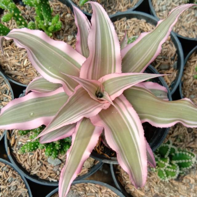 Sekulen Kriptantus pink