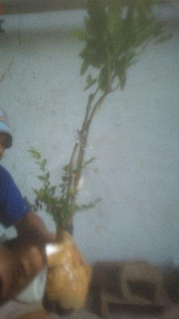 Bibit Buah Mangga Chokanan Supermurah