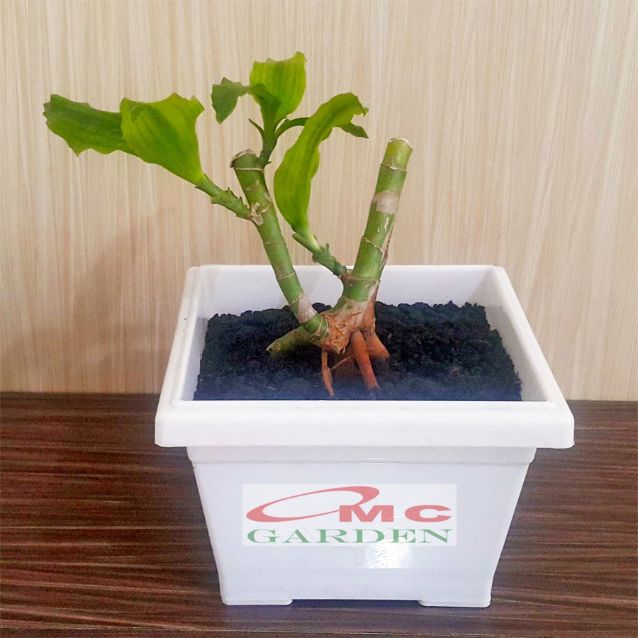 Tanaman Hias Bonsai Mame Dracaena Fragrans Massangeana Corn Plant Hijau Hanjuang Andong B-DFM-001