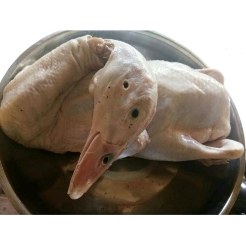

Bebek hibrida/daging bebek size 1.5kg