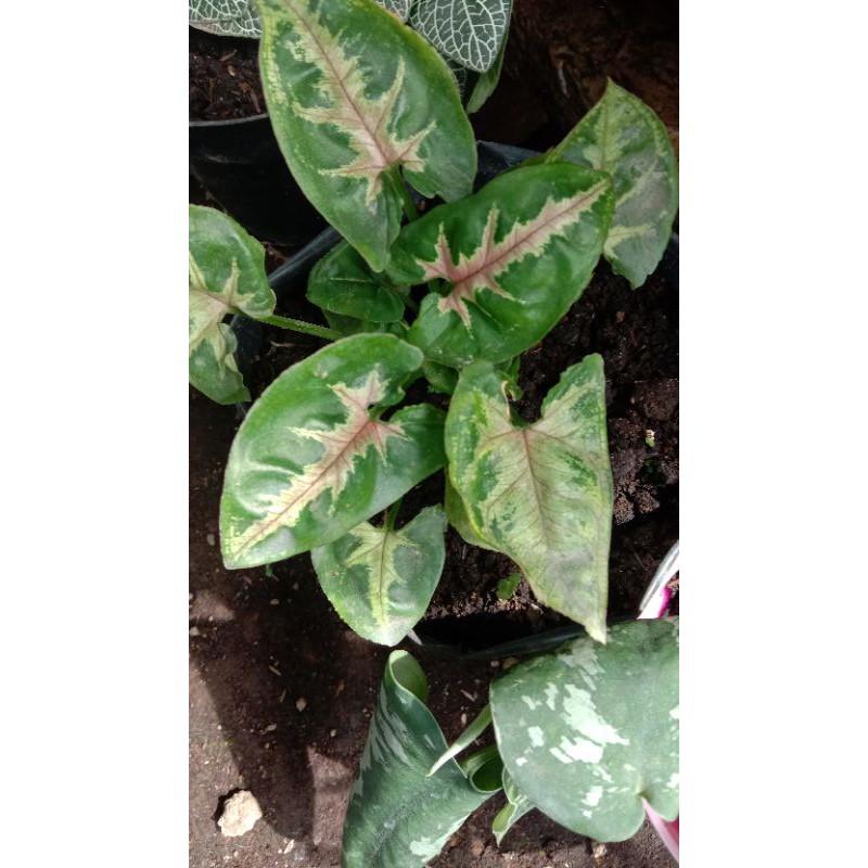 singonium /singonium crishmast