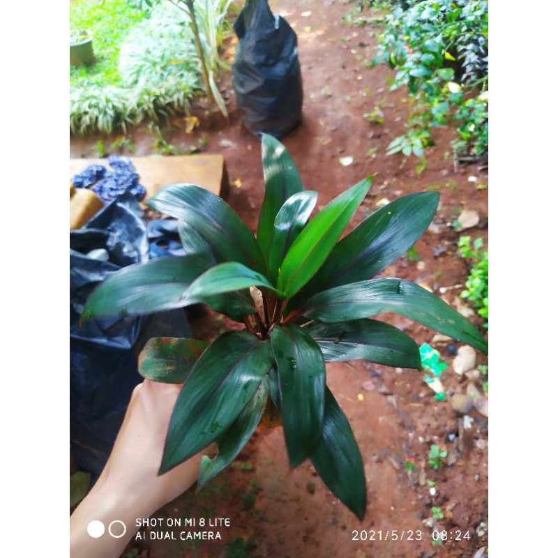 

andong mini