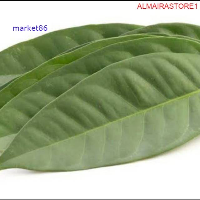 

Grosir Bumbu Masak FRESH Daun Salam Per Pack - Market86