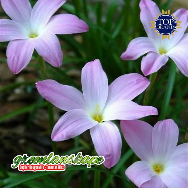 Tanaman Bunga Lily Zephyranthes Purple Tanaman Lily Hujan Ungu Shopee Indonesia
