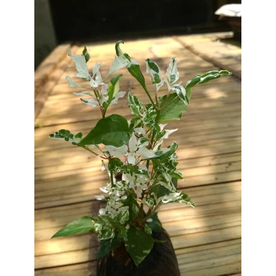 krokot salju / krokot snow / pohon krokot