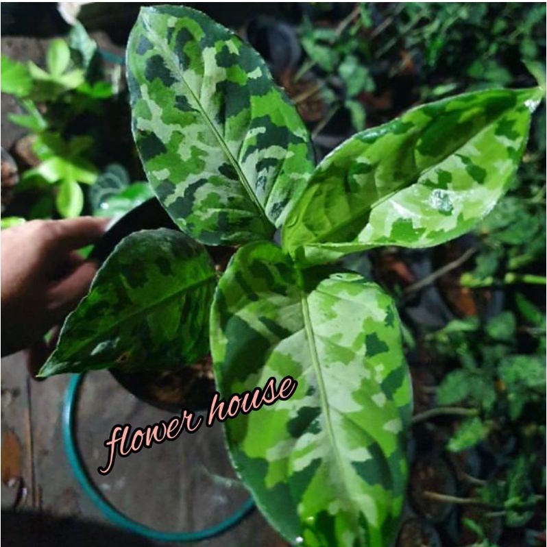 Aglonema Pictum Tricolor