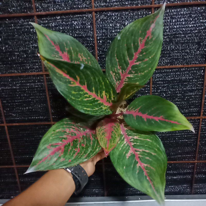 Aglonema Red Anita