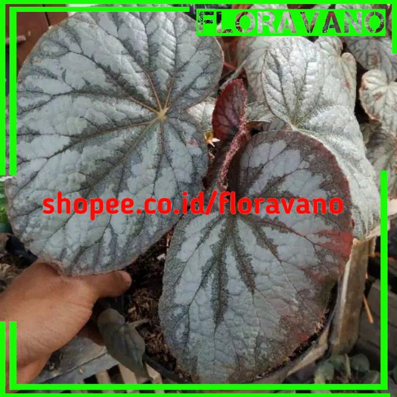 tanaman hias bigunia rex silver / begonia silver