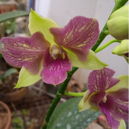 Anggrek dendrobium Arindang Trilip