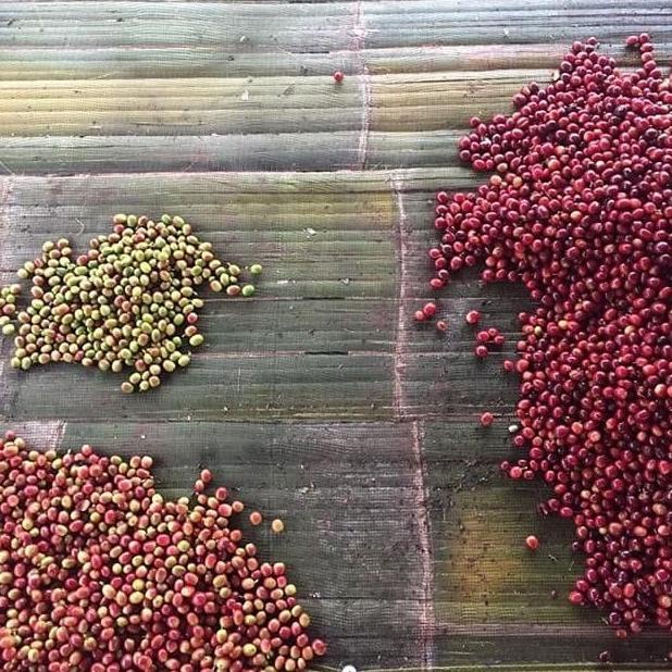 

*#*#*#] Mokhabika Specialty Coffee Gayo Kawanda Dry 200 Gr