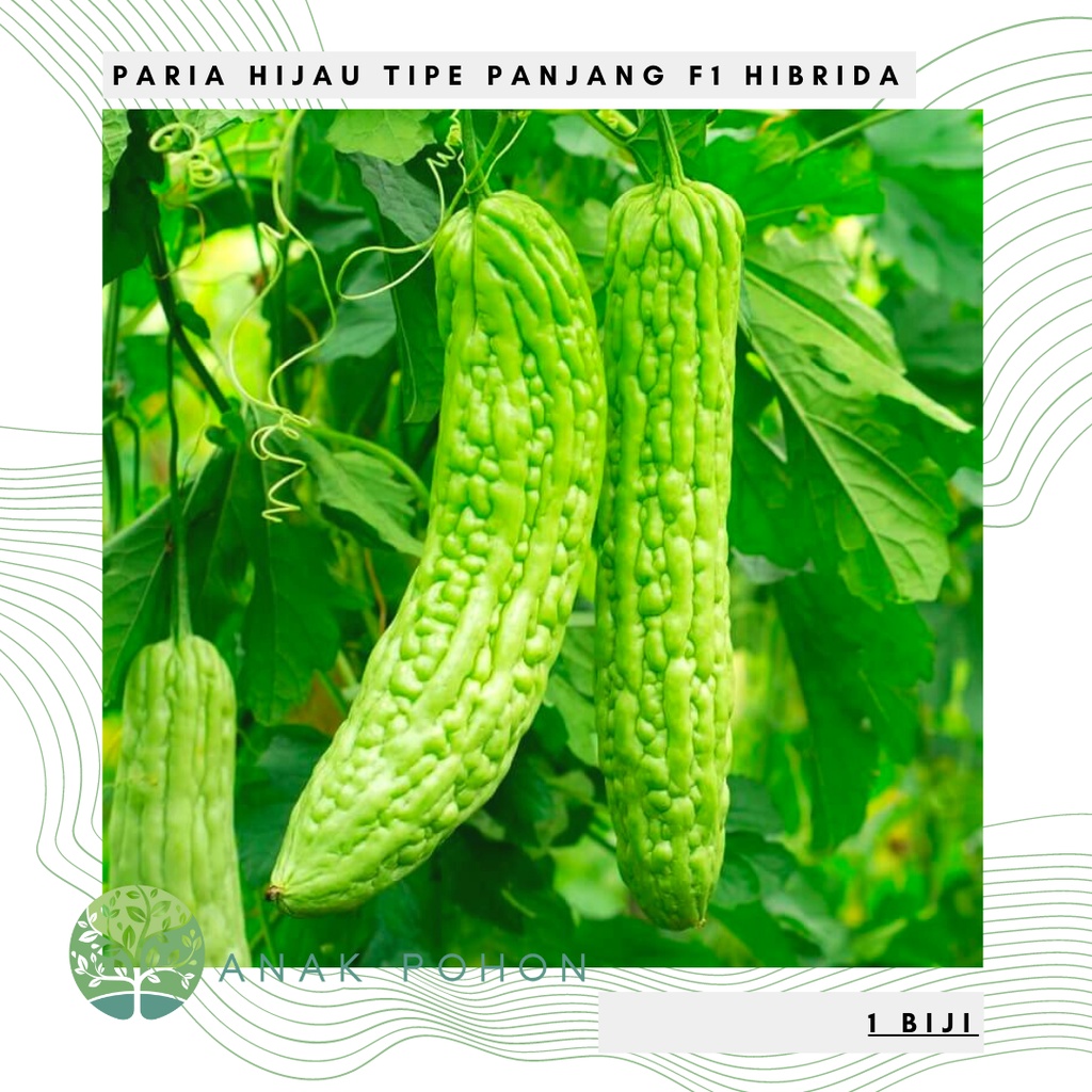 Benih Bibit Biji - Sayur Pare Hijau Paria Fresty F1 Hibrida Peria Tipe Buah Panjang Seeds - Panen Dalam 50 Hari