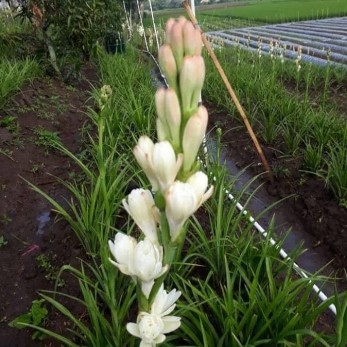 Bibit Pohon sedap malam sudah jadi - Tanaman bunga sedap malam – kembang sedap malam/sedap malam