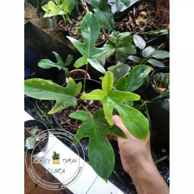 Tanaman Hias Philodendron Florida Ghost - Philodendron Florida
