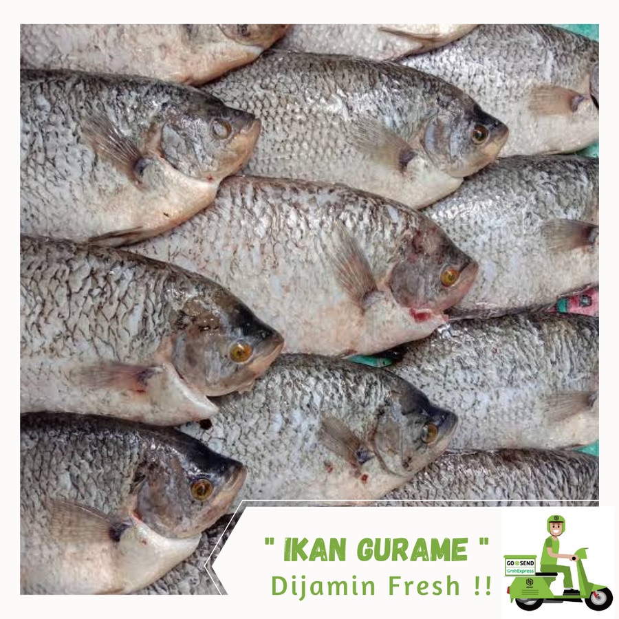 

Ikan Gurame Segar 1 Ekor