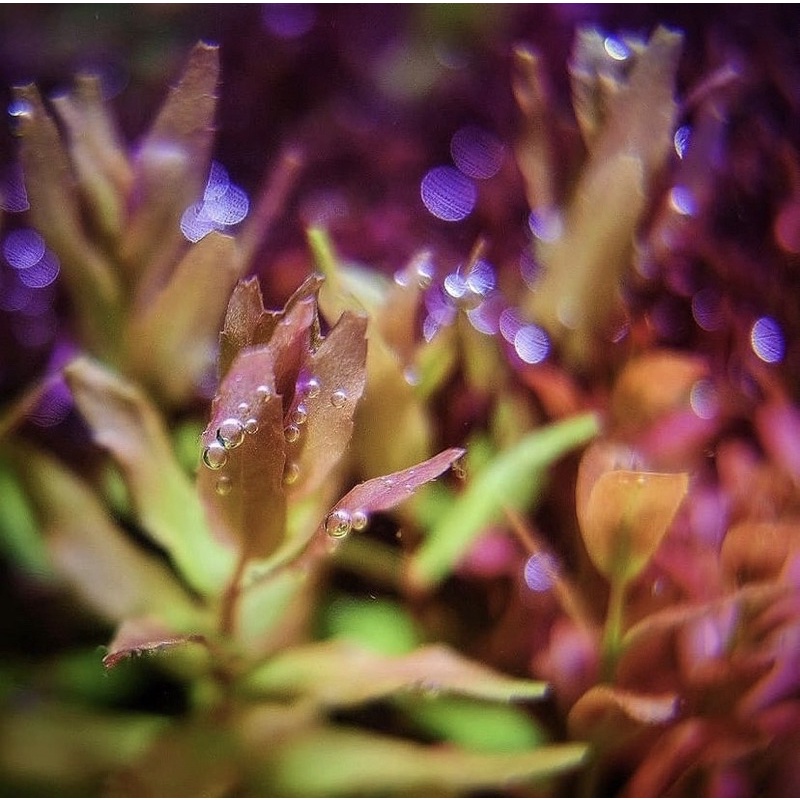 Rotala macandra Bangladesh ( tanaman aquascape )