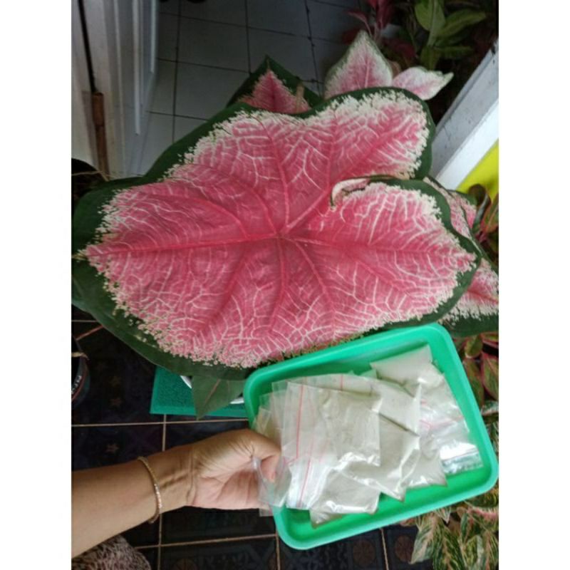 pupuk ajaib perangsang tunas Aglonema angrek stek cangkok pelebat daun