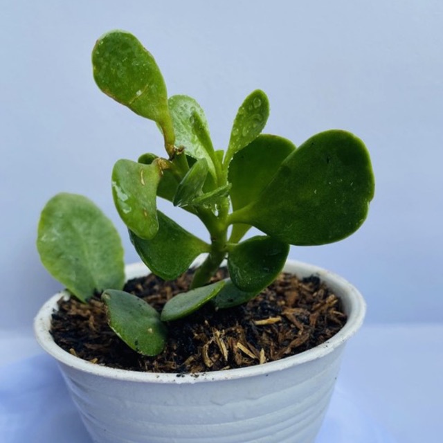 jade plant / succulent / tanaman hias gantung