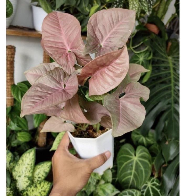 [PRODUK FikHJ] tanaman hias syngonium pink- syngonium pink-tanaman hidup-bunga hidup-tanaman hias hidup-tanaman indoor hidup-bunga hidup tanaman hias-syngonium-tanaman bunga hidup-bunga gantung hidup-tanaman gantung hidup ENN