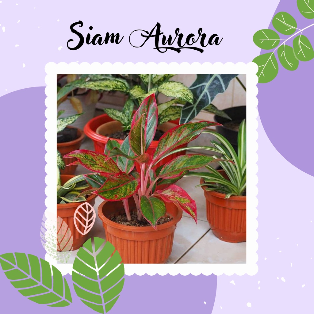 Aglonema Siam Aurora Tanaman Aglonema Hias Aglonema Siam Aurora